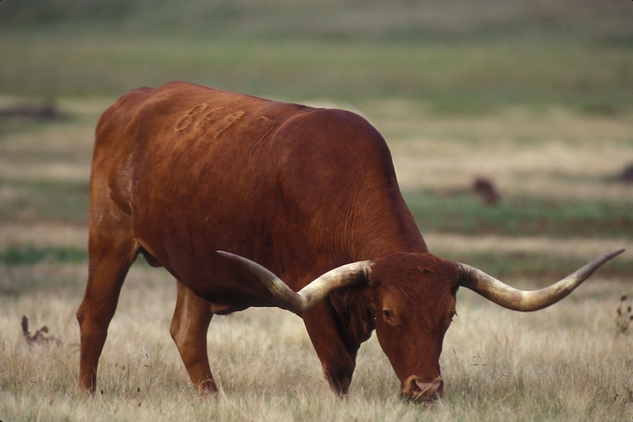 Texas Issues Emergency Order After Second Case of Dangerous Livestock Parasite Confirmed